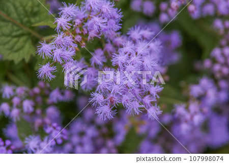 Beautiful agerantum flowers from the Asteraceae family Beautiful agerantum flowers from the Asteraceae family 107998074