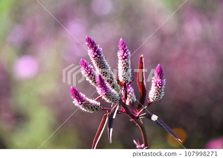 Nogeitou (field chicken head) 107998271