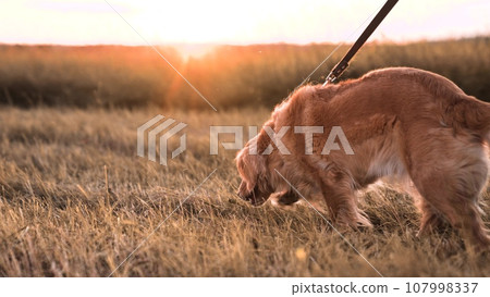 Small cocker spaniel dog walks with owner in rural field at back sunset healthy fluffy purebred dog with owner in dusk country park spaniel dog walks with owner along field grass at twilight closeup 107998337
