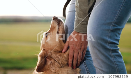Careful owner strokes head and neck of cocker spaniel dog in green field man owner tames funny cocker spaniel dog in park meadow man strokes dog in country field walking on weekend closeup 107998339