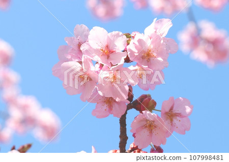藍天盛開的櫻花圖片素材 107998481
