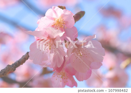 Image material of cherry blossoms blooming against the blue sky Image material of cherry blossoms blooming against the blue sky 107998482