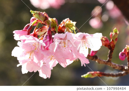 藍天盛開的櫻花圖片素材 107998484