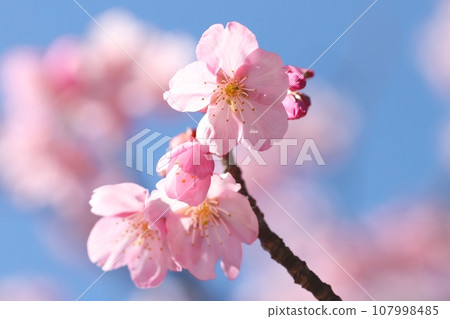 藍天盛開的櫻花圖片素材 107998485