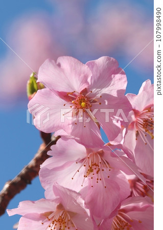 Image material of cherry blossoms blooming against the blue sky 107998490
