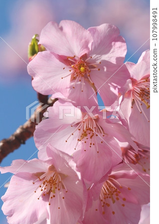 藍天盛開的櫻花圖片素材 107998491