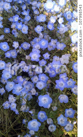 藍花Nemophila 藍花Nemophila 107998543