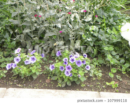 藍色喇叭小花，有白色邊緣，是矮牽牛花。 107999118