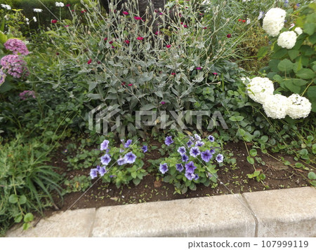 藍色漸層喇叭狀花朵為矮牽牛花。 107999119