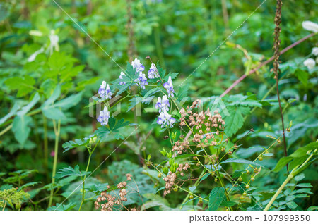 長野戶隱高原盛開的白附子 長野戶隱高原盛開的白附子 107999350