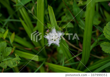 長野縣戶隱高原盛開的白鬚草 長野縣戶隱高原盛開的白鬚草 107999351