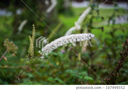 Nagano, Togakushi Plateau blooming 107999352