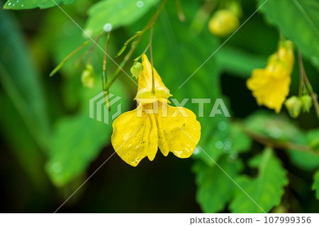 Kitsurifune blooming in Togakushi Plateau, Nagano 107999356