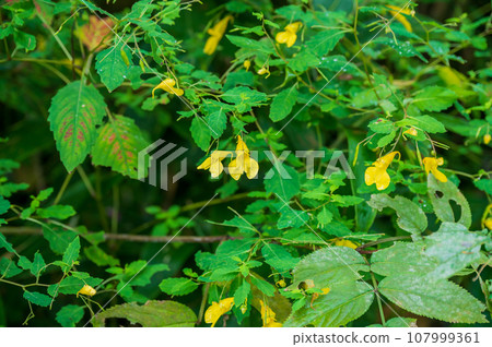 Kitsurifune blooming in Togakushi Plateau, Nagano 107999361