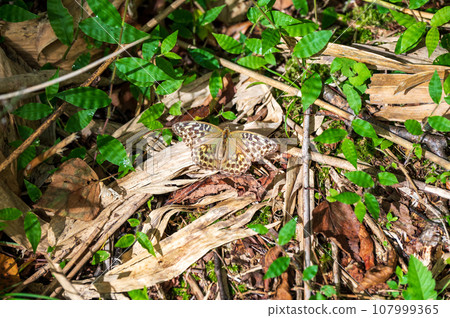 長野縣戶隱高原雌性綠貝母 107999365