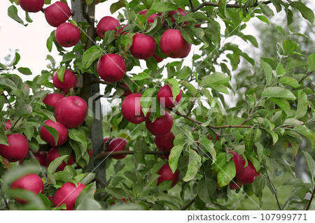 Ripe Apples in the Apple Orchard before Harvesting. Big Red delicious Apples Hanging from Tree Branch in the Fruit Garden. Fall Harvest. Picture of Autumnal Apple. Autumn Cloudy Day, Soft Shadow. Bio Ripe Apples in the Apple Orchard before Harvesting. Big Red delicious Apples Hanging from Tree Branch in the Fruit Garden. Fall Harvest. Picture of Autumnal Apple. Autumn Cloudy Day, Soft Shadow. Bio 107999771