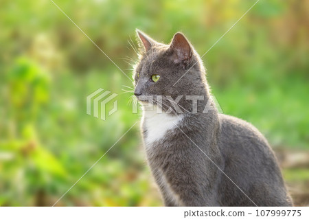 Cat Portrait. Muzzle Close-Up. Graceful Gray Cat walking on green grass meadow. Funny cat outdoors. Beautiful grey feline sitting outside. Fluffy Kitten. Backyard autumn day. Animal in the nature 107999775