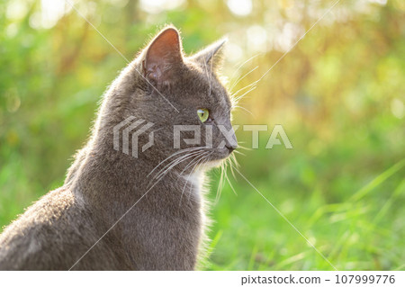 Cat Portrait. Muzzle Close-Up. Graceful Gray Cat walking on green grass meadow. Funny cat outdoors. Beautiful grey feline sitting outside. Fluffy Kitten. Backyard autumn day. Animal in the nature 107999776