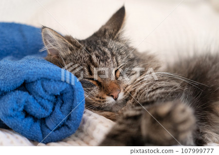 Happy Cat sleeping and resting with towel after bathing procedures. Funny Tabby Feline relax, calms down on a massage table while taking spa treatments. Pet Grooming. Humor. Aromatherapy, body care. 107999777