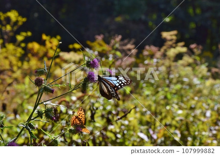 Asagi Madara sucking nectar from thistle, Gunma Asagi Madara sucking nectar from thistle, Gunma 107999882