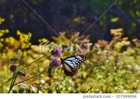 Asagi Madara sucking nectar from thistle, Gunma Asagi Madara sucking nectar from thistle, Gunma 107999884
