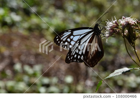 Asagi Madara sucking nectar from Fujibakama, Gunma 108000466