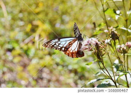 Asagi Madara sucking nectar from Fujibakama, Gunma 108000467