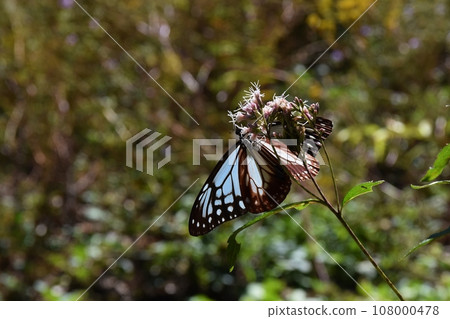 淺木斑從群馬縣藤葉鐮吸取花蜜 淺木斑從群馬縣藤葉鐮吸取花蜜 108000478