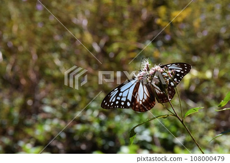 淺木斑從群馬縣藤葉鐮吸取花蜜 淺木斑從群馬縣藤葉鐮吸取花蜜 108000479