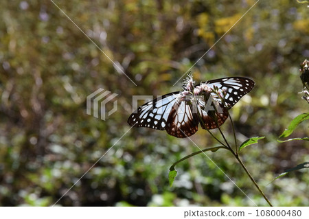 Asagi Madara sucking nectar from Fujibakama, Gunma 108000480