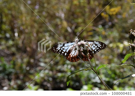 Asagi Madara sucking nectar from Fujibakama, Gunma Asagi Madara sucking nectar from Fujibakama, Gunma 108000481