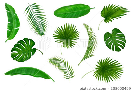 Tropic plants. Monstera and banana leaf and paradise flowers, green summer exotic palms, foliage elements for spa. Botanical decor. Vector nature jungle hawaiian isolated decorative objects Tropic plants. Monstera and banana leaf and paradise flowers, green summer exotic palms, foliage elements for spa. Botanical decor. Vector nature jungle hawaiian isolated decorative objects 108000499