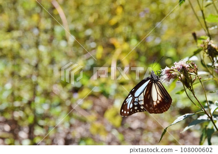 Asagi Madara sucking nectar from Fujibakama, Gunma 108000602