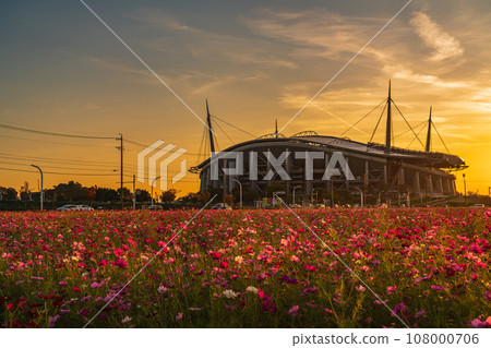沐浴在夕陽下的豐田體育場和大波斯菊田（愛知縣豐田市） 108000706