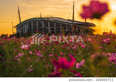 沐浴在夕陽下的豐田體育場和大波斯菊田(愛知縣豐田市) 沐浴在夕陽下的豐田體育場和大波斯菊田(愛知縣豐田市) 108000711
