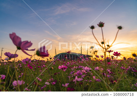 沐浴在夕陽下的豐田體育場和大波斯菊田（愛知縣豐田市） 108000718