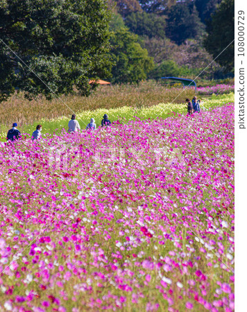 栃木縣高根澤町鬼怒綠公園豐積寺的波斯菊花田 108000729