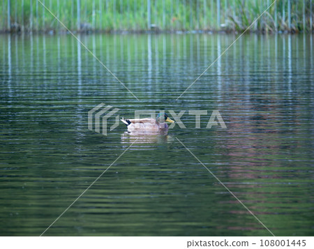 Mallards swimming in the pond 108001445