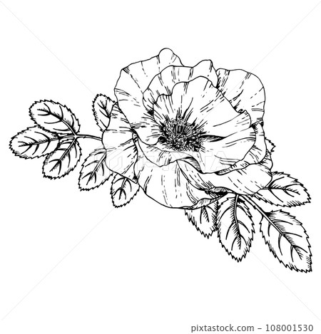 Graphic illustration of rosehip. Vector monochrome clip art of Wild rose. Outline linear hand drawn floral design element. Sketch Dog-rose, briar, brier, eglantine, canker-rose for logo, wedding print Graphic illustration of rosehip. Vector monochrome clip art of Wild rose. Outline linear hand drawn floral design element. Sketch Dog-rose, briar, brier, eglantine, canker-rose for logo, wedding print 108001530