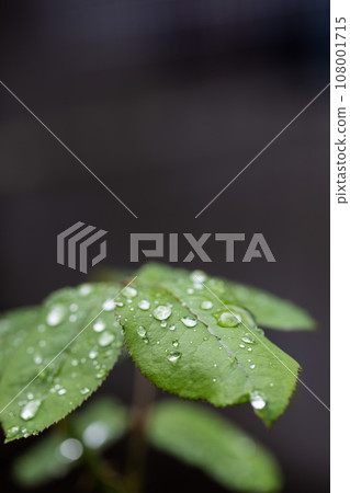 Pure raindrops on the roses leaves. Closeup, selective focus. 108001715