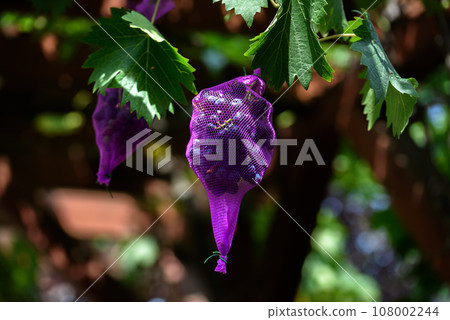 Protection of bunches of grapes with a net, from pests and insects of wasps and bees 108002244