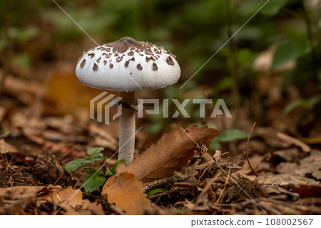 mushrooms growing in the forest mushrooms growing in the forest 108002567