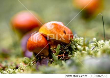 Suillius grevillei mushroom. Forest edible mushrooms. Suillius grevillei mushroom. Forest edible mushrooms. 108002585
