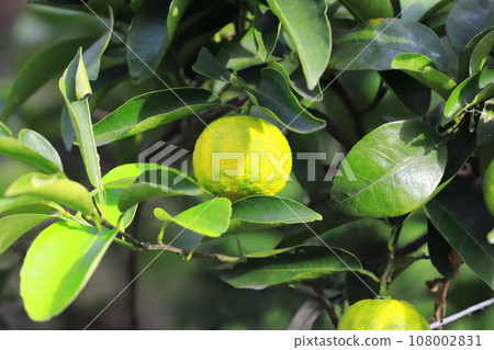 柚子開始變色 柚子開始變色 108002831
