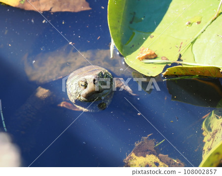 漂浮在水面上的烏龜 漂浮在水面上的烏龜 108002857