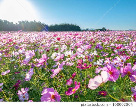 Cosmos swaying in the wind Cosmos swaying in the wind 108002864