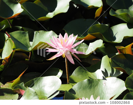 Water lily flower floating on the surface of the water Water lily flower floating on the surface of the water 108002868