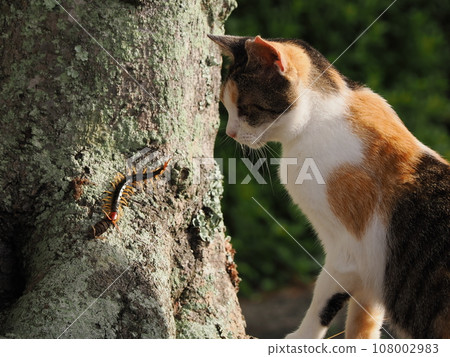 A cute calico cat who is curious about a large centipede 108002983