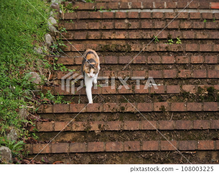 Cute calico kitten going down the stairs in the park Cute calico kitten going down the stairs in the park 108003225