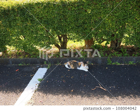Cute calico kitten resting in the shade of a tree in the park 108004042
